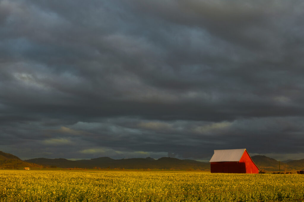 A rustic red barn stands amid a field of golden canola flowers at sunset, an overcast sky of grey clouds above harboring rain. Mountains are in the distant background.